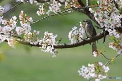 桜とヒヨドリ