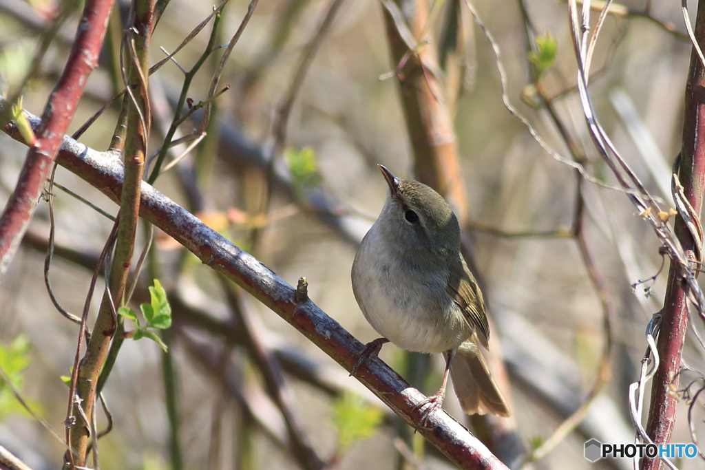 春告鳥 ミヤマウグイス その1