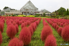 清水公園　コキア
