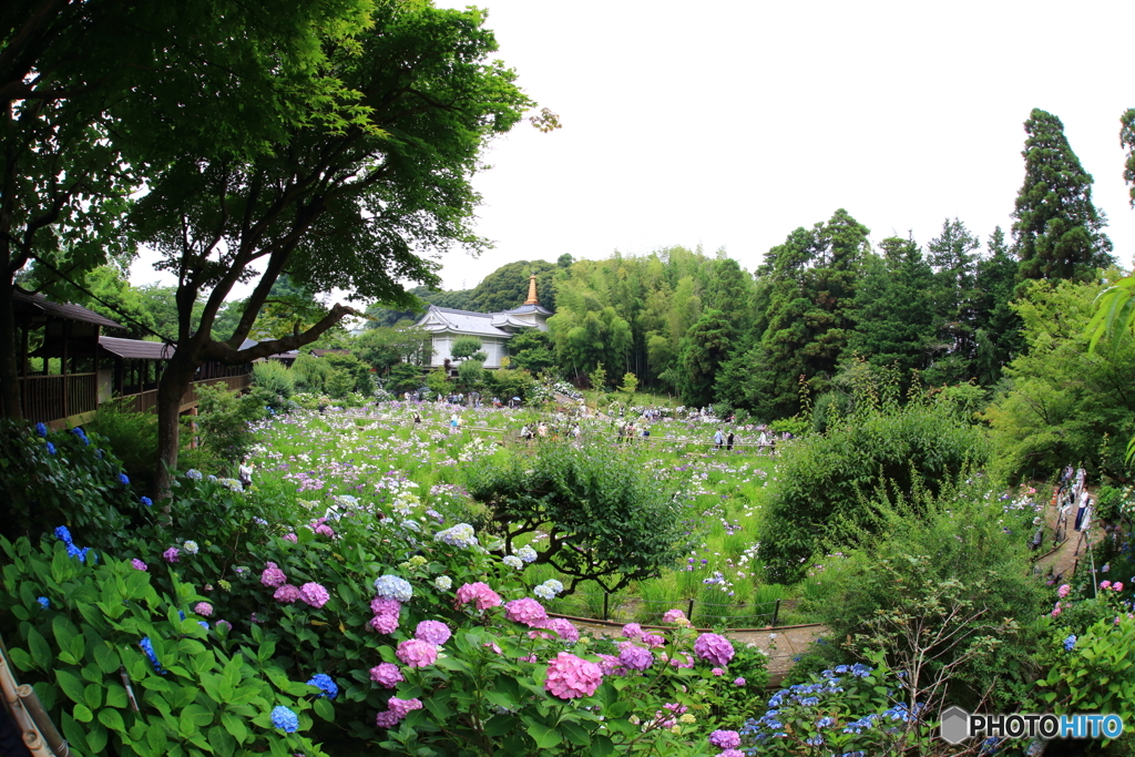 本土寺　紫陽花　菖蒲