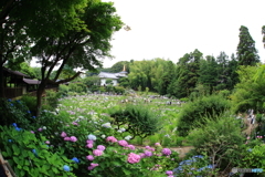 本土寺　紫陽花　菖蒲