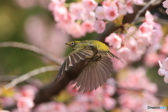 桜とメジロ　その６
