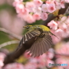 桜とメジロ　その６