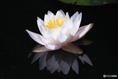 睡蓮　その１