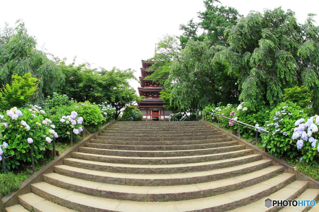 本土寺　紫陽花