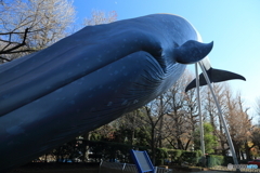 シロナガスクジラ