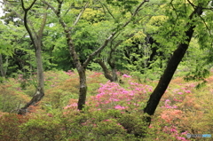 つつじ