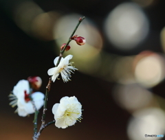 梅の花