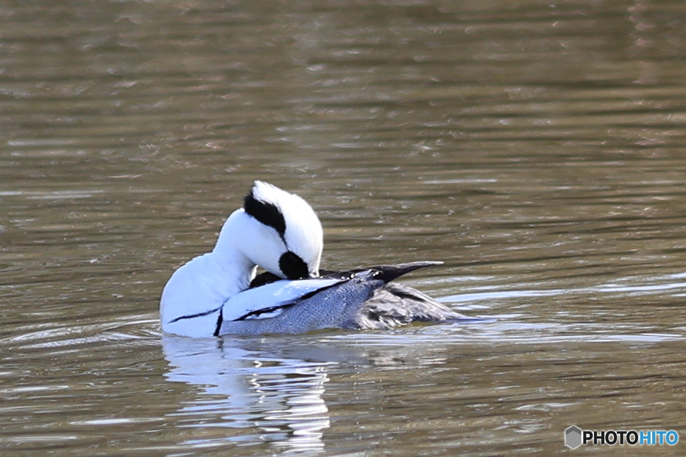 ミコアイサ（パンダガモ）その２