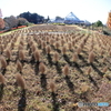 清水公園　花ファンタジア