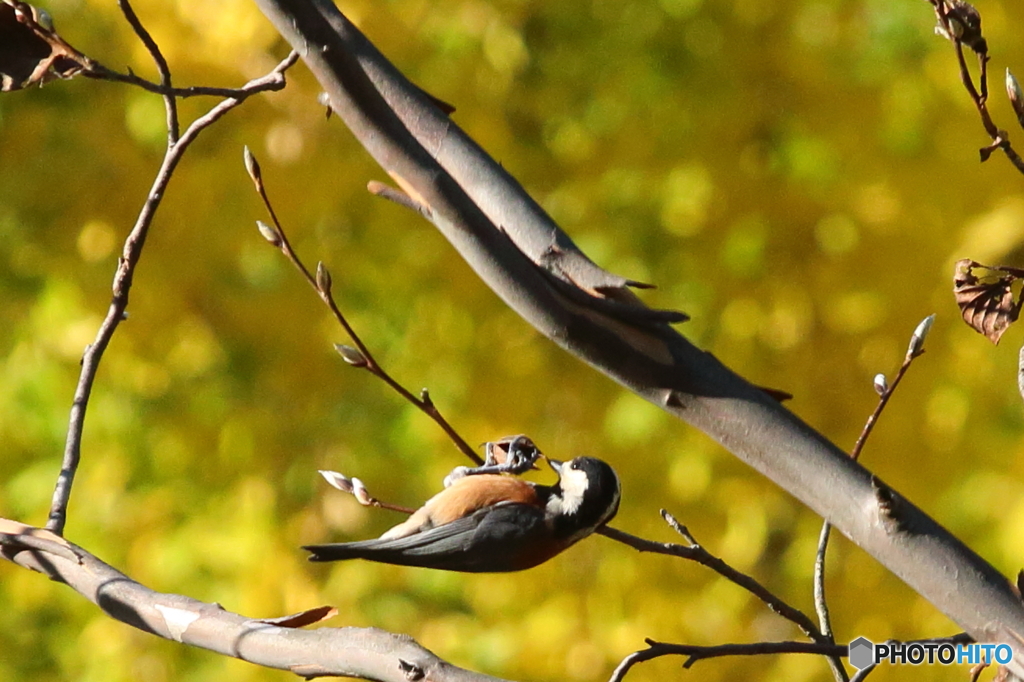 清水公園　小鳥
