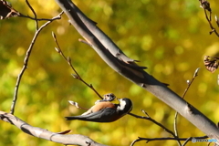 清水公園　小鳥