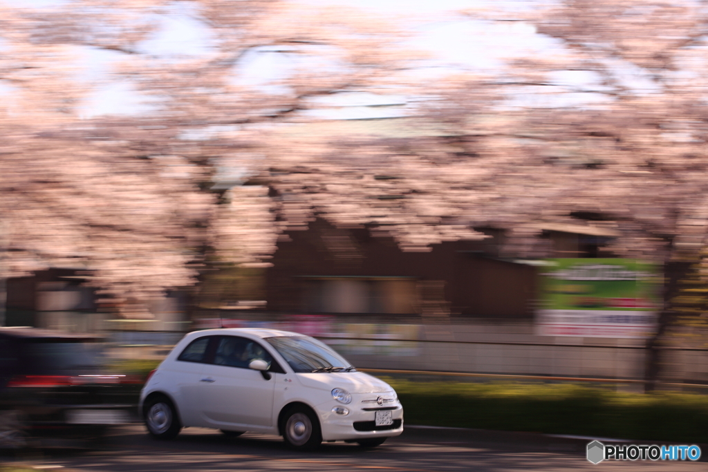 桜並木を走る