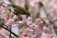河津桜とメジロ