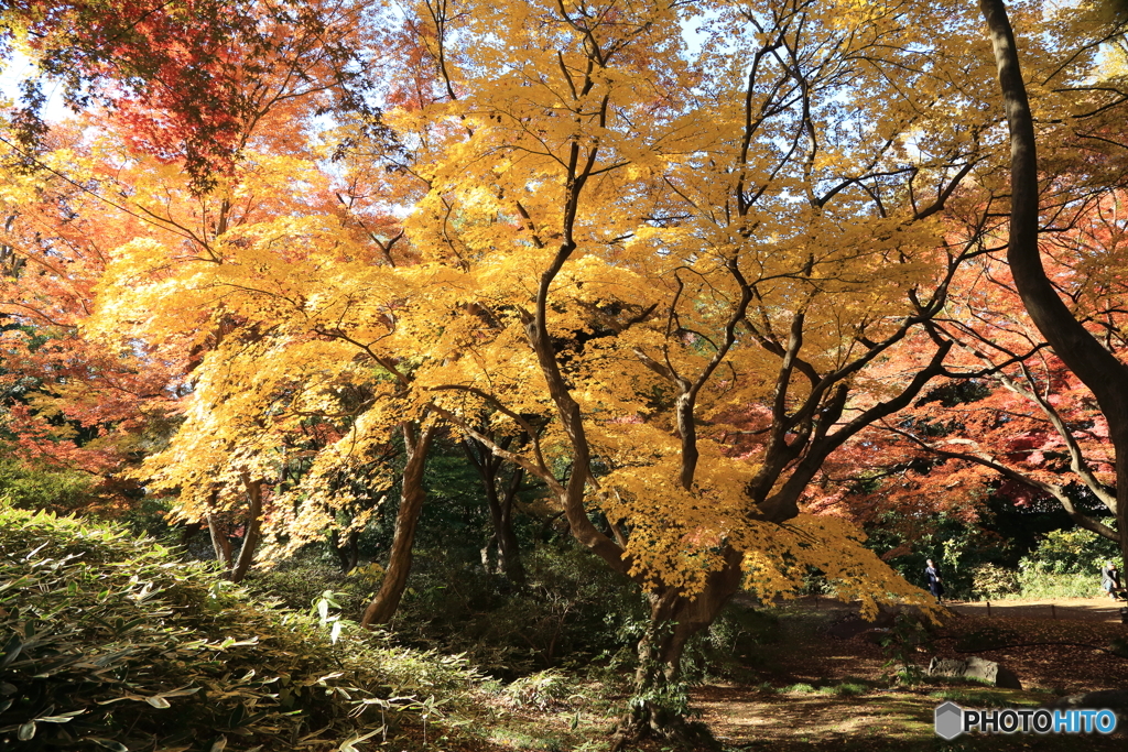 六義園