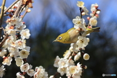 ウメジロウ　その１０