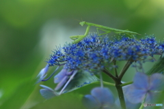 紫陽花とカマキリ