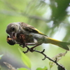 カワラヒワの腹減った・・