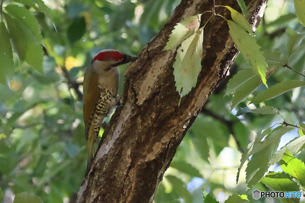 アオゲラ　その１