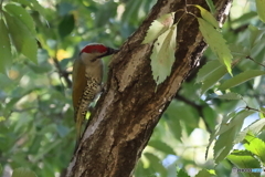アオゲラ　その１