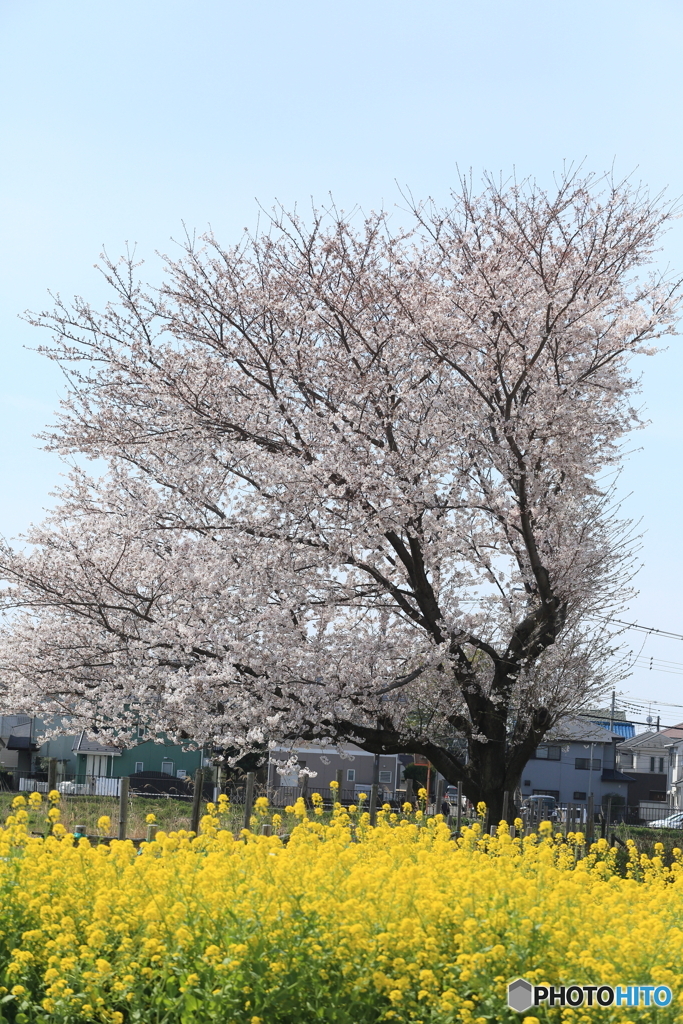 春の訪れ8
