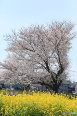 春の訪れ8