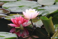 岩槻城跡公園　睡蓮