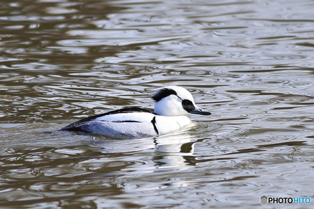 ミコアイサ（パンダガモ）その３