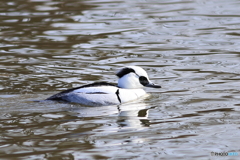 ミコアイサ（パンダガモ）その３