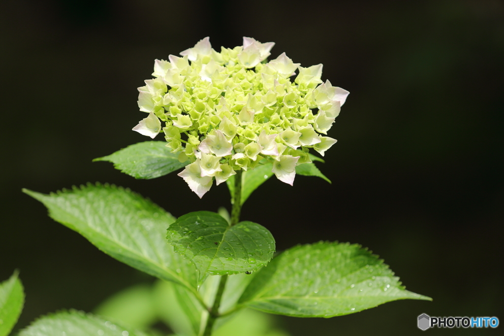 紫陽花