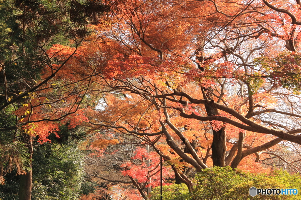 紅葉その５