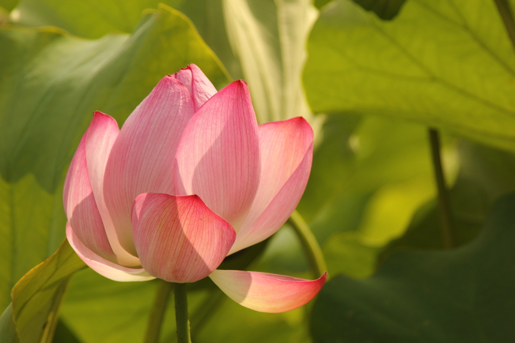 はすの花　その２