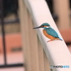 夢の森公園　翡翠　その2