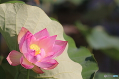 黒沼公園　蓮の花 その3