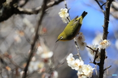 ウメジロウ　その２