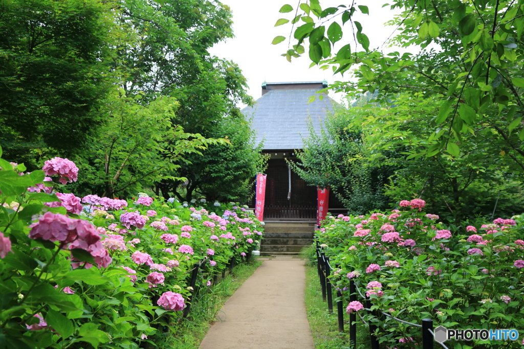 本土寺　紫陽花　菖蒲