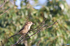 百舌鳥　その２