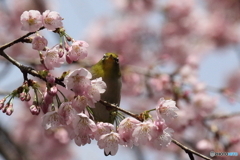 河津桜とメジロ