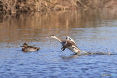 カンムリカイツブリ　その３