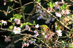 メジロとフユザクラ