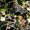 メジロとフユザクラ