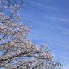桜のある風景