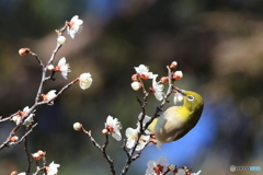 ウメジロウ　その４