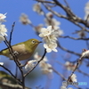 梅とメジロ