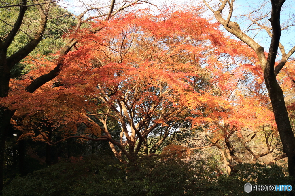 紅葉その１