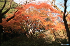 紅葉その１