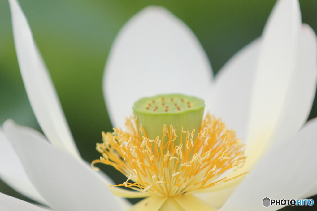 蓮の花その５