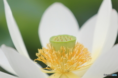 蓮の花その５