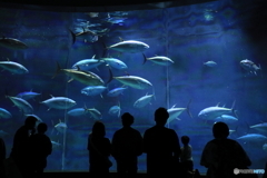葛西臨海水族園