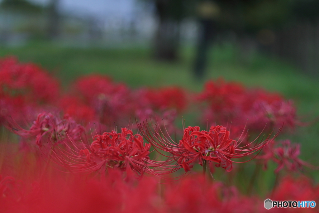 曼殊沙華　その４